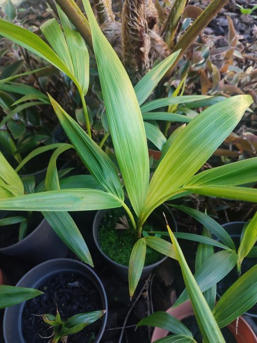 Palmeira Howea forsteriana/Kentia