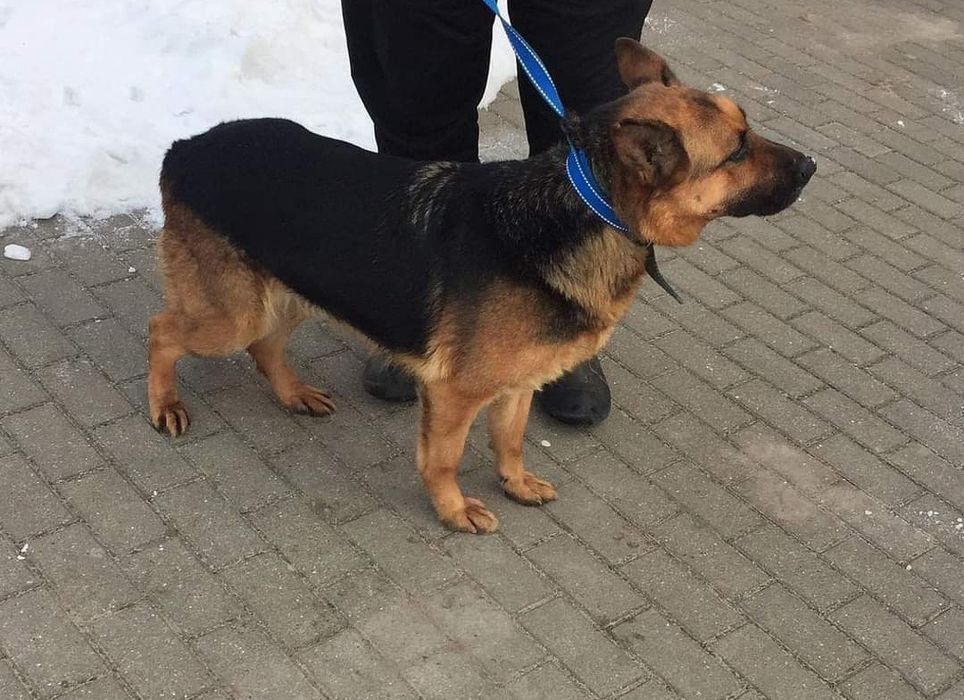 Gabi do adopcji  , sunia ma około 4 lata