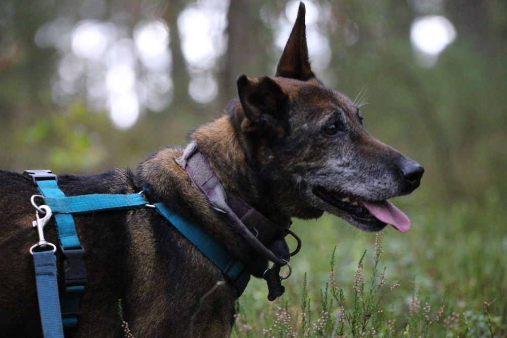 Bella w typie Belga szuka domu stałego