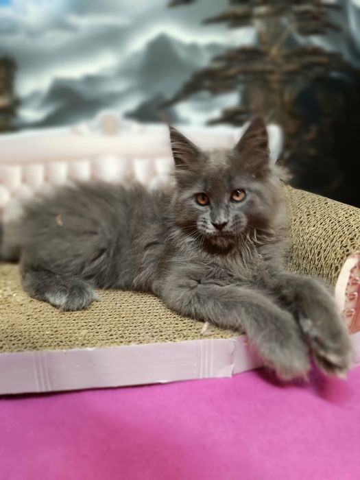 Kawaler solid Maine Coon