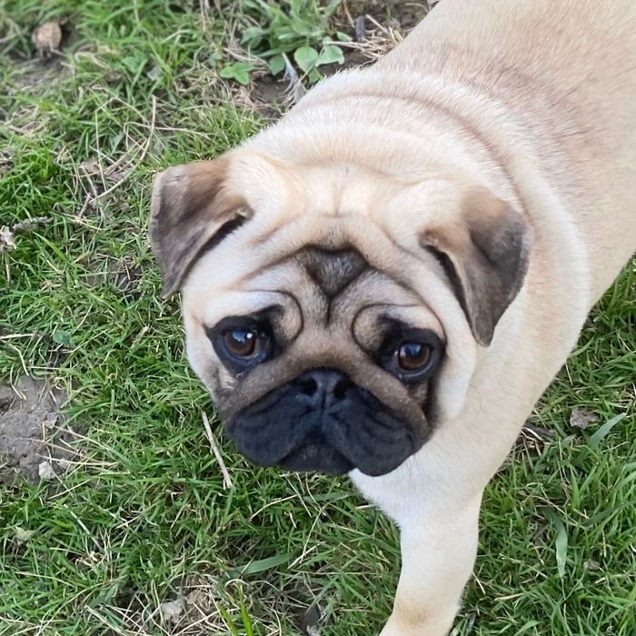 Мопс бежевий для вяз"ки