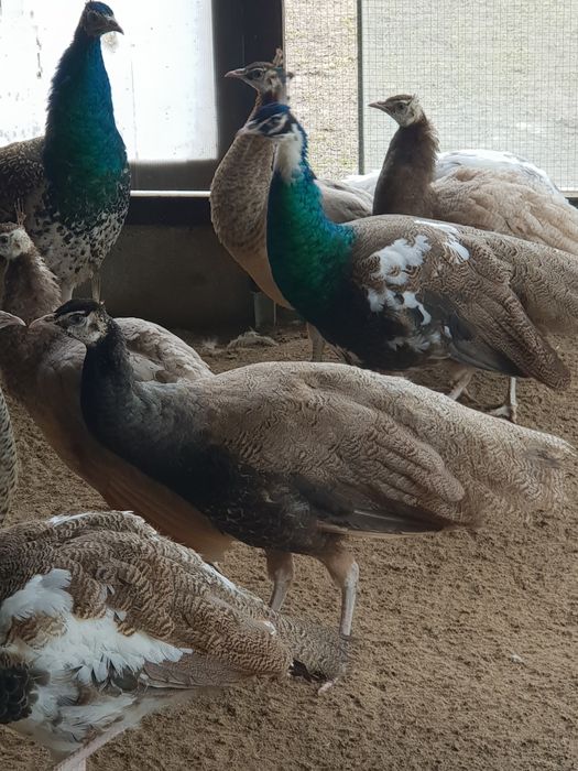 Samiec paw bufor bronz 2025