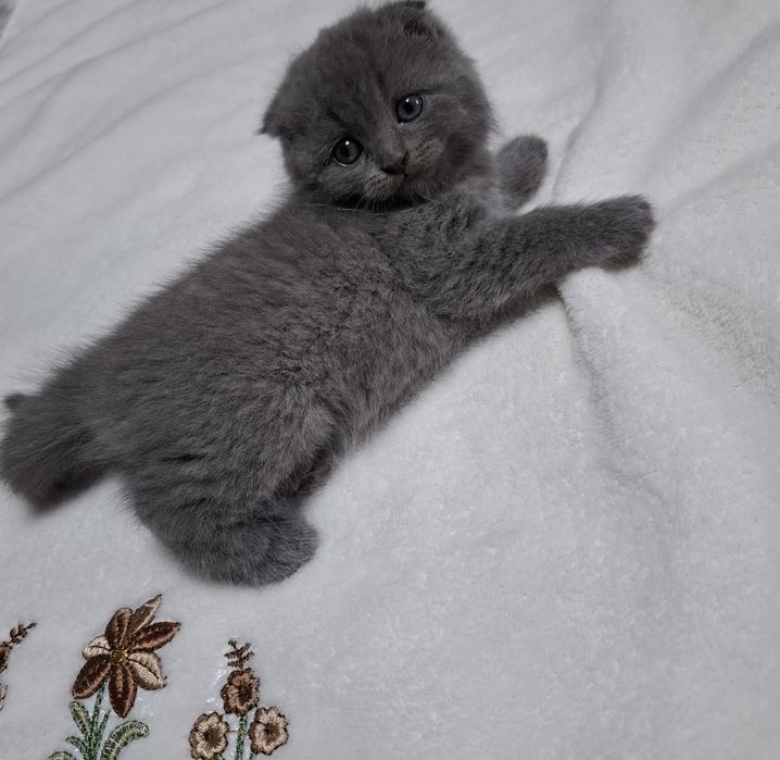шотландські котята