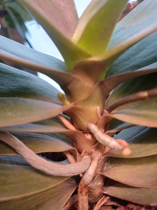 Орхидея ароматная