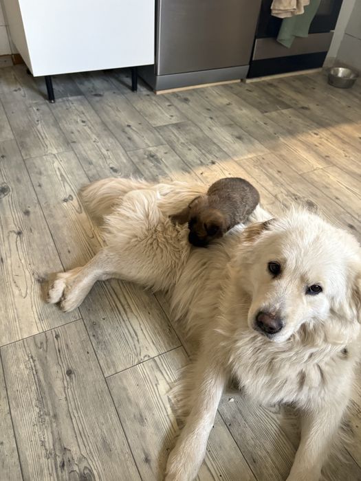 Śliczny szczeniak szuka  domu