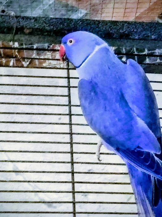 Aleksandretty-aleksandretta fiolety