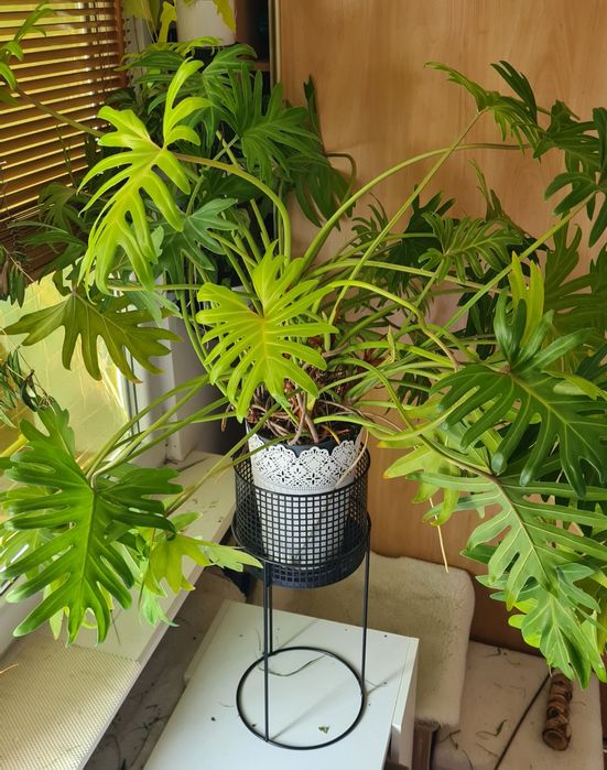 Filodendron Xanadu duży