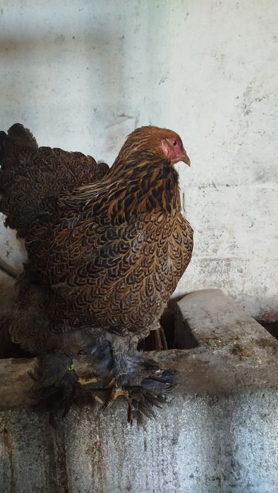 ІЯ брама куріпчата 50