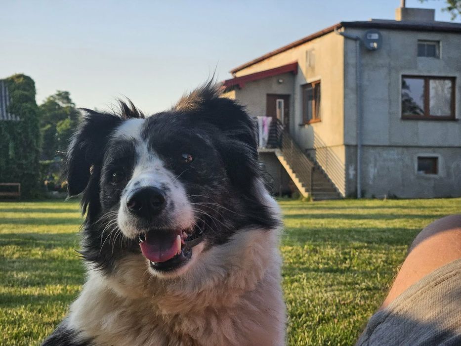 Border Collie suczka