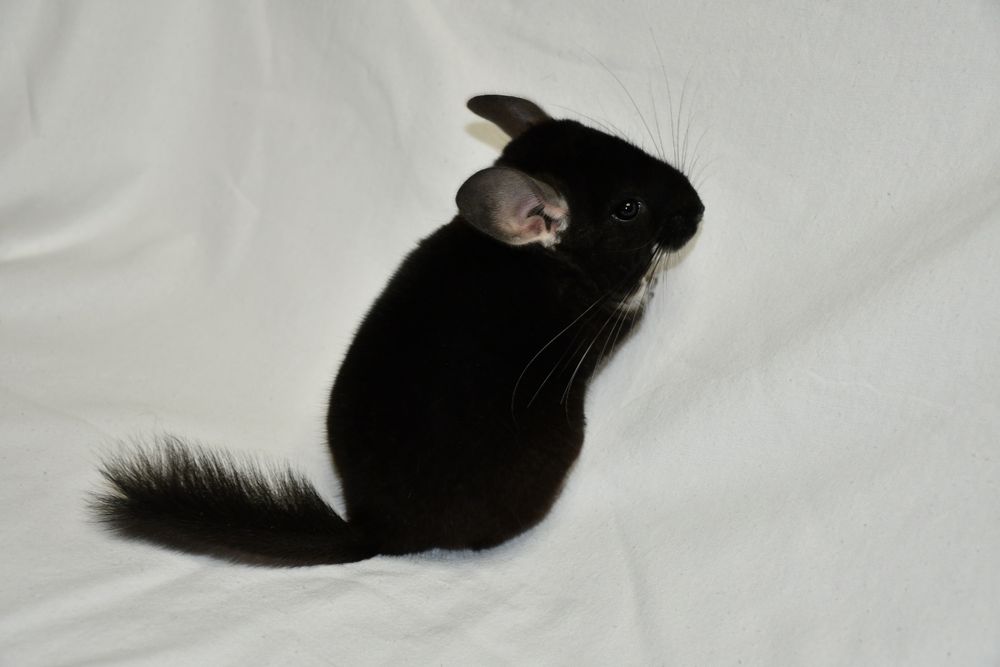 CZARNA PERŁA szynszyl, szynszyla, szynszyle, różne kolory