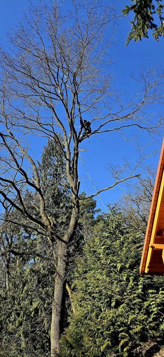 Wycinka i Pielęgnacja Drzew,Podnośnik,Rębak,Alpinistyka,Czyszczenie