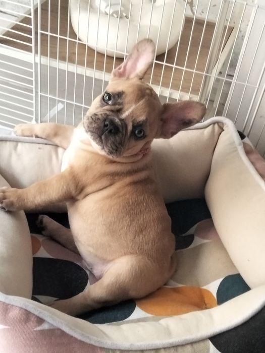 Bebe bulldog francês com um olho azul