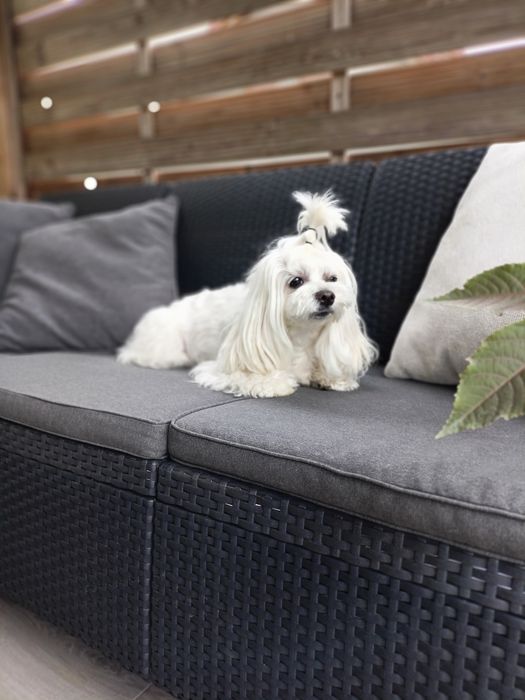 Chlopczyk z rodowodem FCI