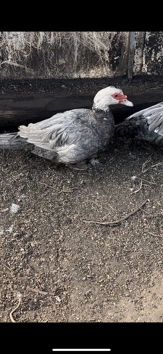 Инкубационное яйцо голубой мускусной утки