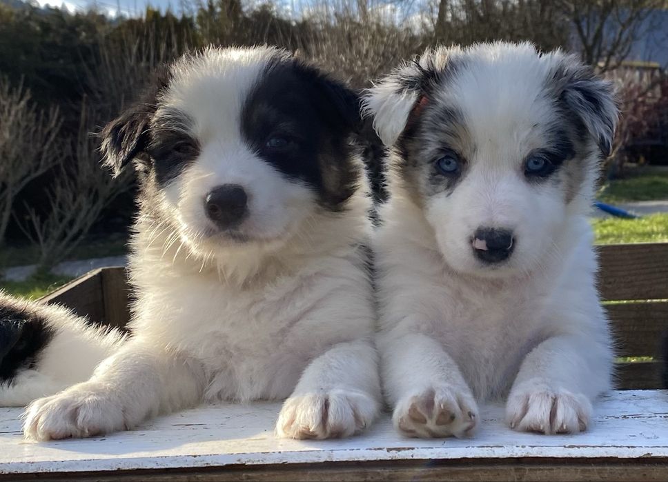 Border collie szczeniaki blue merle