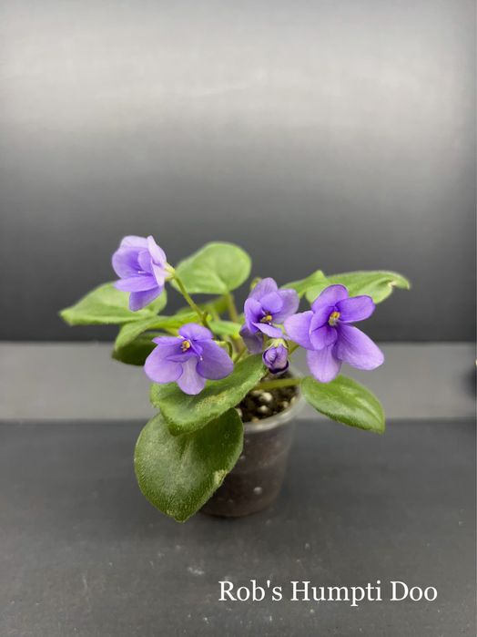 ЦВЕТУЩИЕ.Фиалка,сенполия,цветы