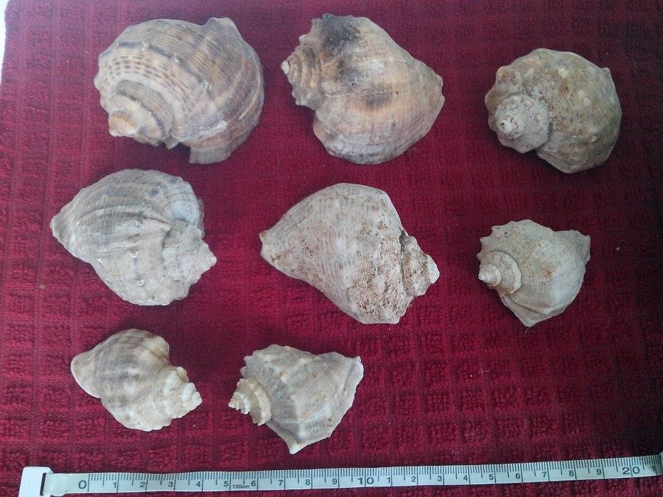 Продаю   ракушки