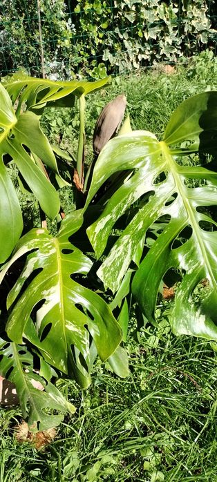 Monstera deliciosa variegata