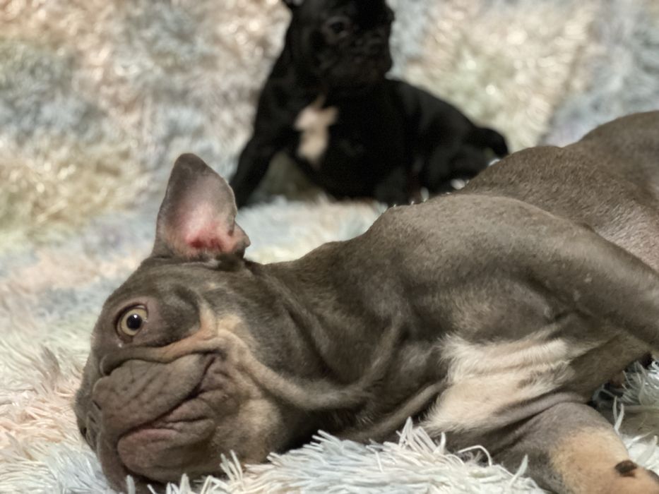 Цуценята французького бульдога – лілові та блакитні мерлі, чорні