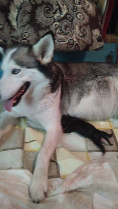 Віддам у добрі руки цуценят.