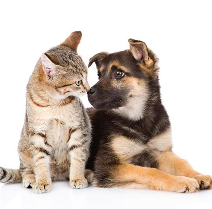 Petsiting. Cuidadora de cães e gatos