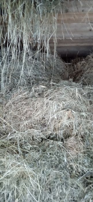 Продається сіно в с.Микуличин