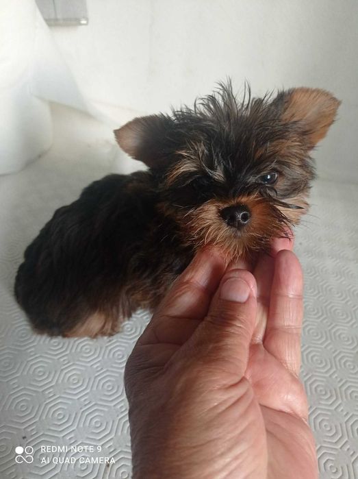 Yorkshire Terrier Chocolate TOP