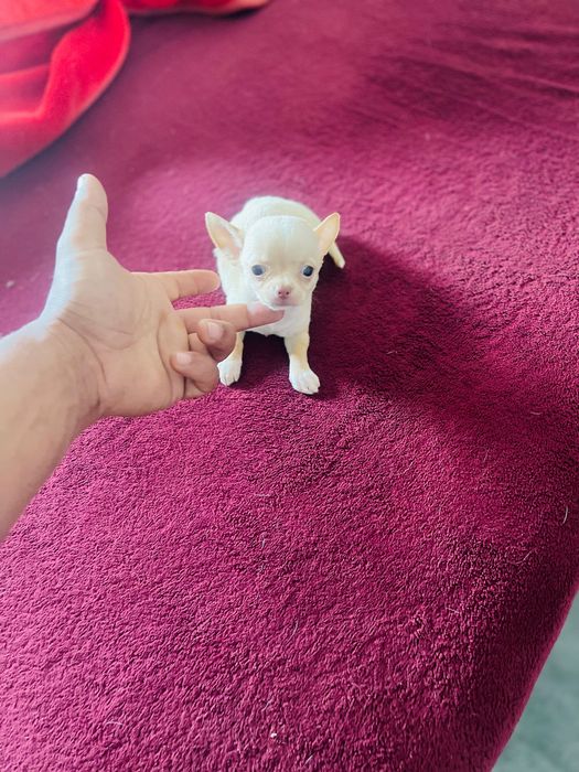 chihuahua macho