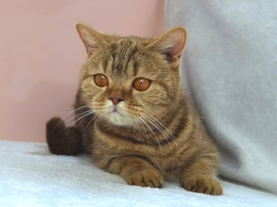 Циннамоновый мрамор шотландская кошечка с родословной