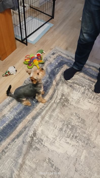 Suka yorkshire terrier