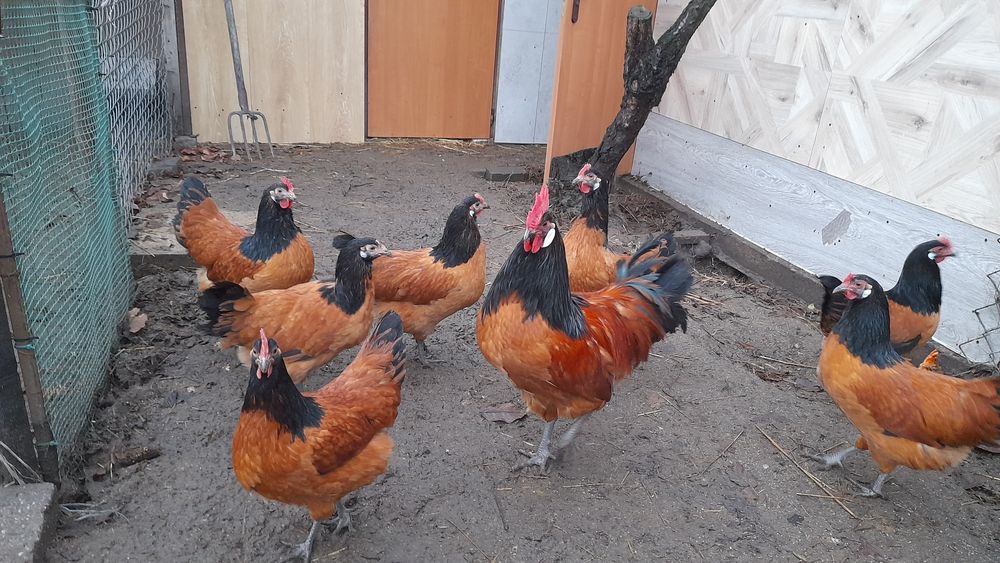 Jaja lęgowe Vorwerk +6 ras