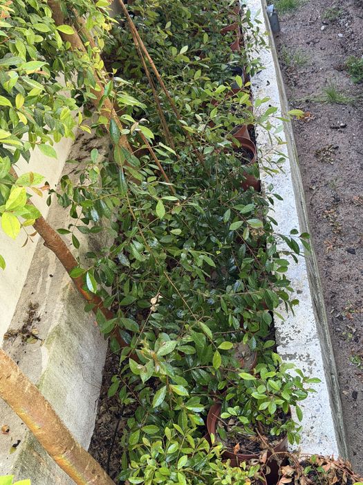 Eugenia myrtifolia - particular - superior a 1metro