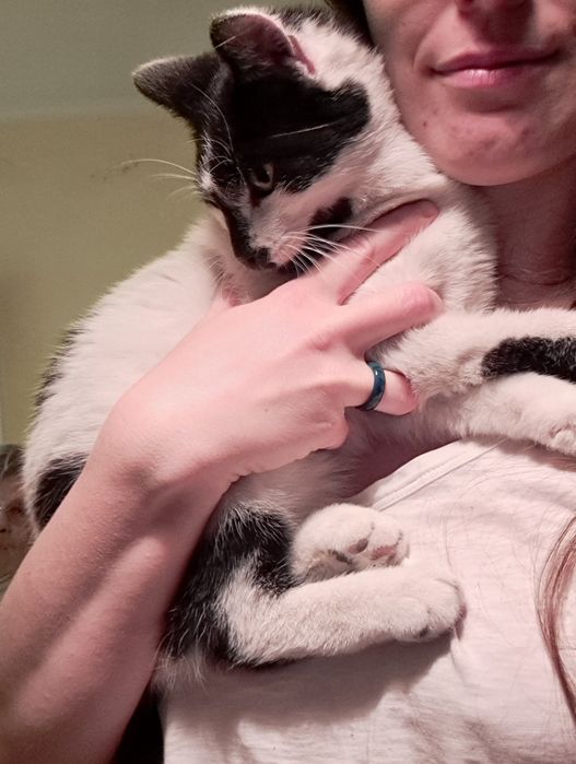 Młody kocurek szuka domu