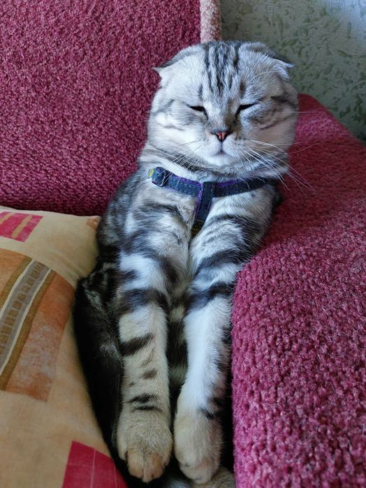 Шотландский кот вязка