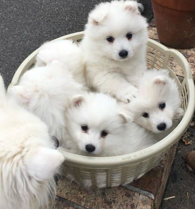 продам красиве цуценя