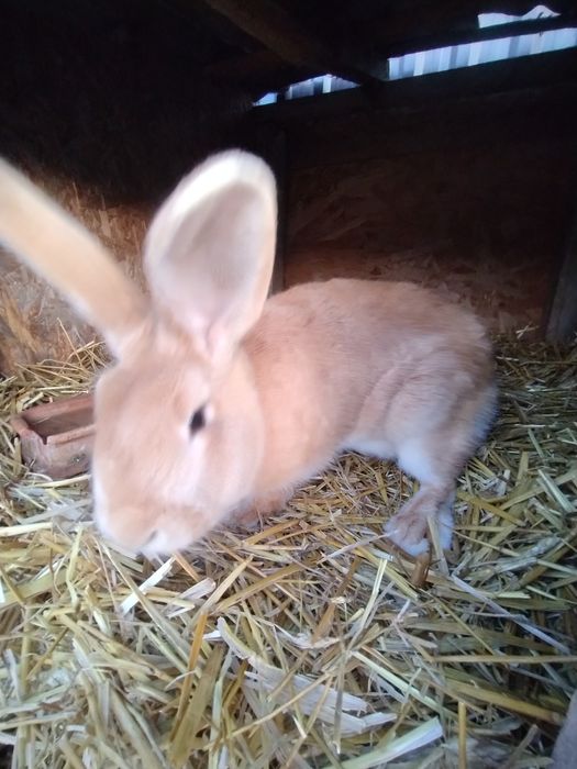 Króliki Samce i samice