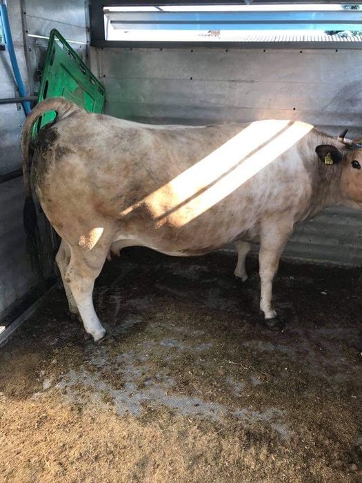 Skup Bydła Krowy Byki Jałówki Cielęta Odsadki