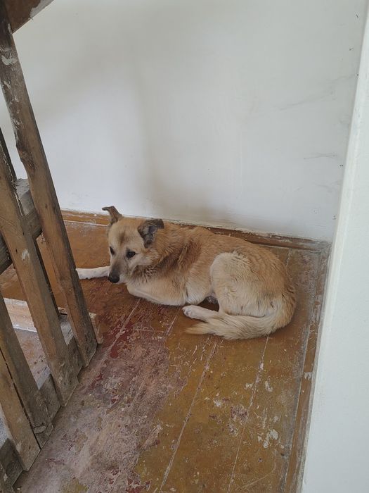 Віддам сліпого собаку в добрі руки (безкоштовно)