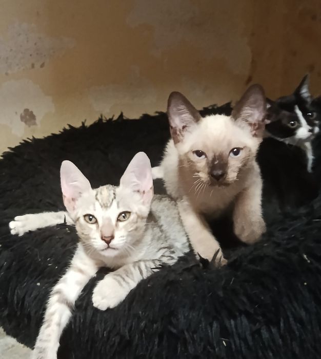Dá-se gatinhos  lindos