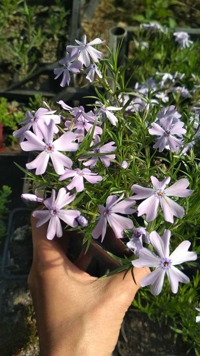 Флокс. Армерія. Гвоздика. Саджанці. Квіти