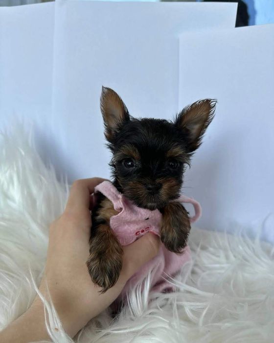 Цуценята йоркширський терʼєр,йорчики, йорки,міні, бебі фейс