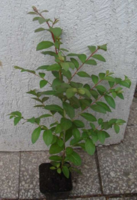 LAGERSTROEMIA - BEZ POŁUDNIA - sadzonki 50cm w doniczkach