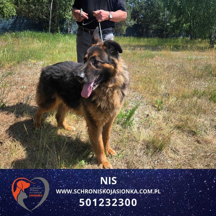 owczarek niemiecki mix NIS - Schronisko Jasionka