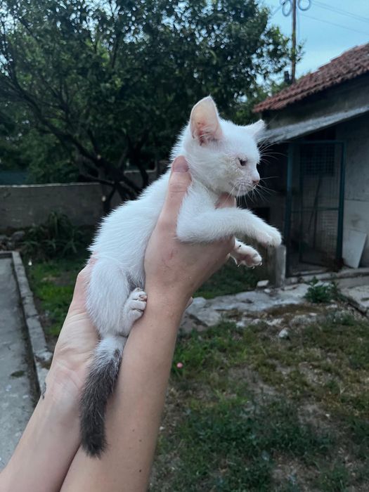 Gatinha de 2 meses para adoção responsável