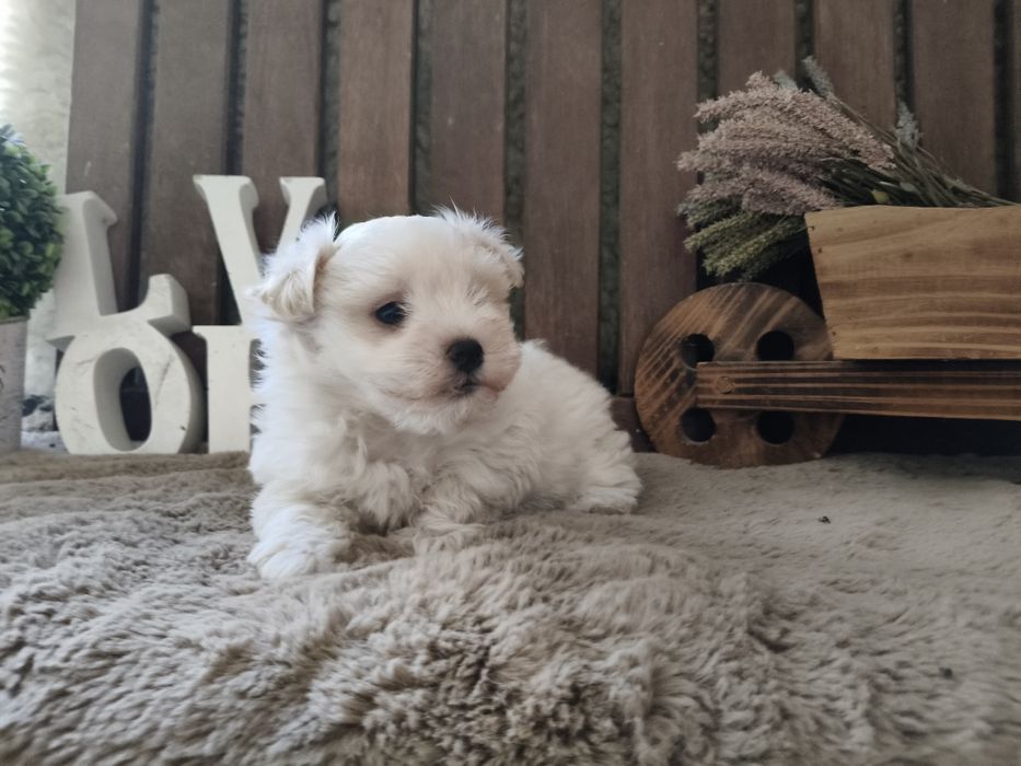 Bichon maltês menino