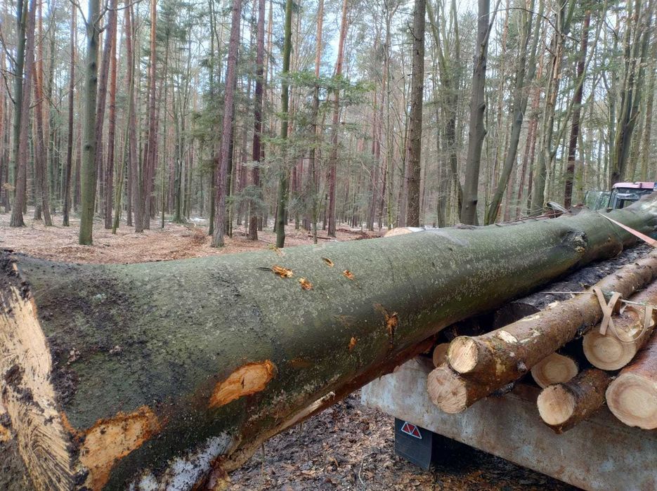 Kłoda bukowa 8m, 43 cm średnicy 1m3