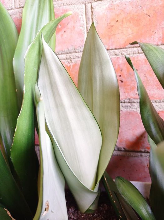 Сансевьерия Муншайн