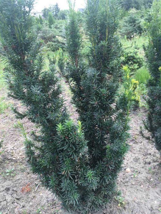 Cis hicksi    do 120cm  super jakość