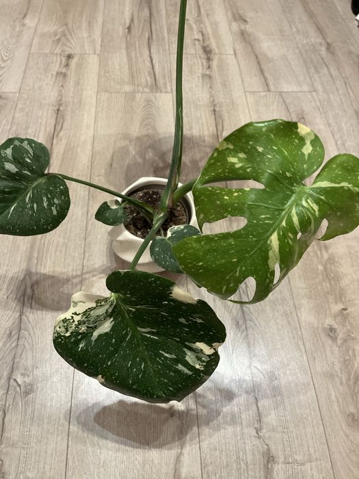 Monstera deliciosa thai constellation CAŁA ROŚLINA