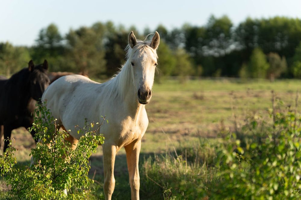 Wielkopolski wałach izabelowaty, super charakter!